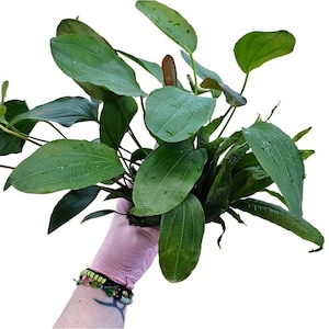 Anubias Panda - Etsy