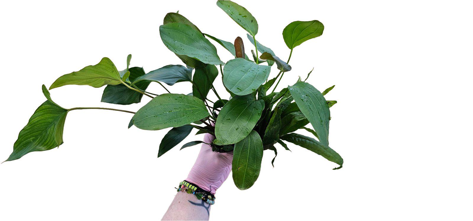 Anubias Panda - Etsy