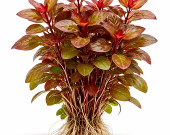 Ludwigia Repens Dark Red: Live Freshwater Aquarium Plant - BUY 2 GET 1 FREE