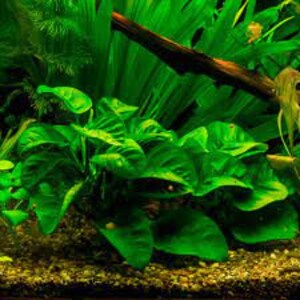 Anubias Barteri Caladiifolia Potted Live Aquarium Plants Fresh Water Plants For Aquarium Decor Free Shipping BUY 2 GET 1 FREE image 4