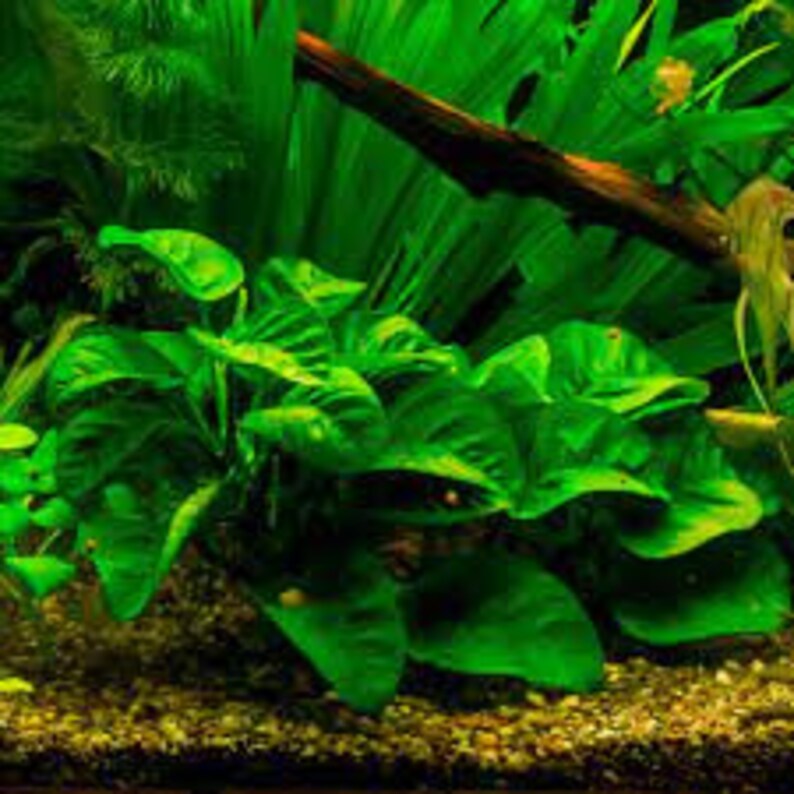 Anubias Barteri Caladiifolia Potted Live Aquarium Plants Fresh Water Plants For Aquarium Decor Free Shipping BUY 2 GET 1 FREE image 4