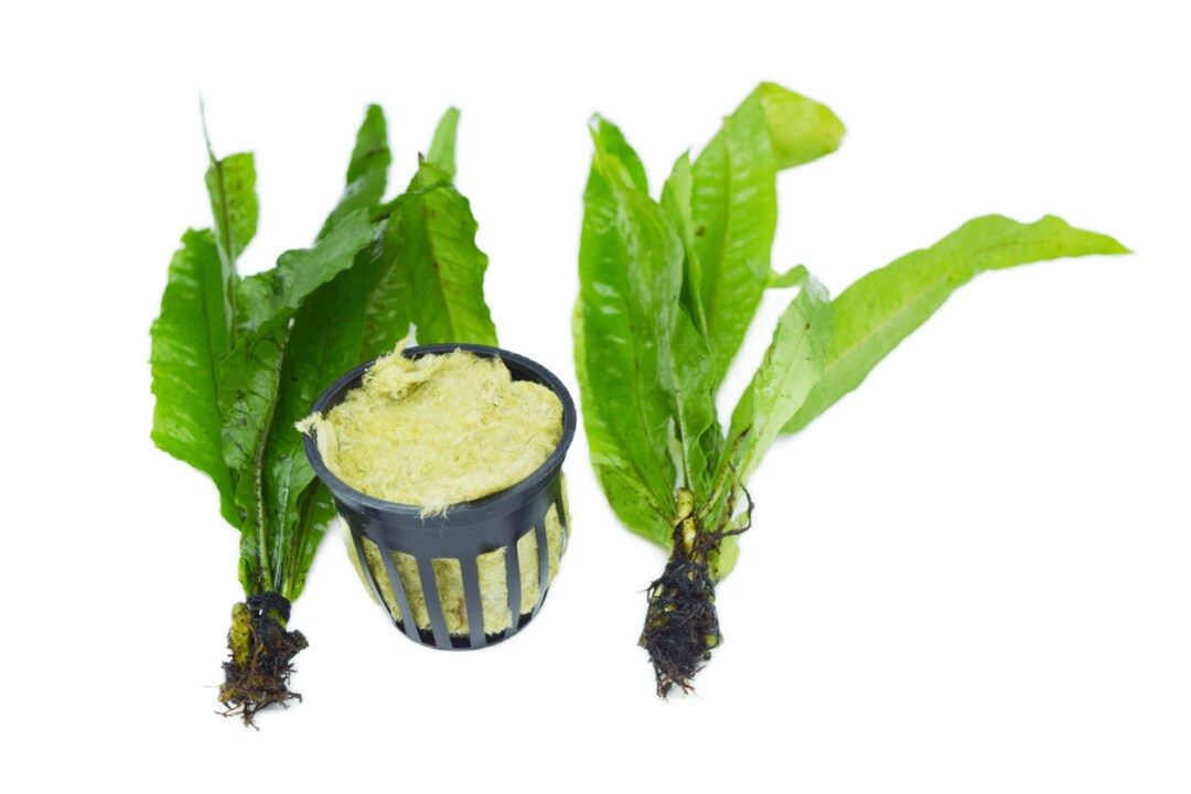 Java Fern Microsorum 2 Plants 1 Pot easy to Care Aquarium Decor