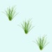 see more listings in the Aquarium Plants section