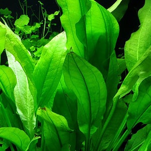 Amazon Sword Echinodorus Bleheri Medium Live Aquarium Plants Plants for Natural Aquarium Landscapes Buy2 Get1 Free Free Shipping image 3