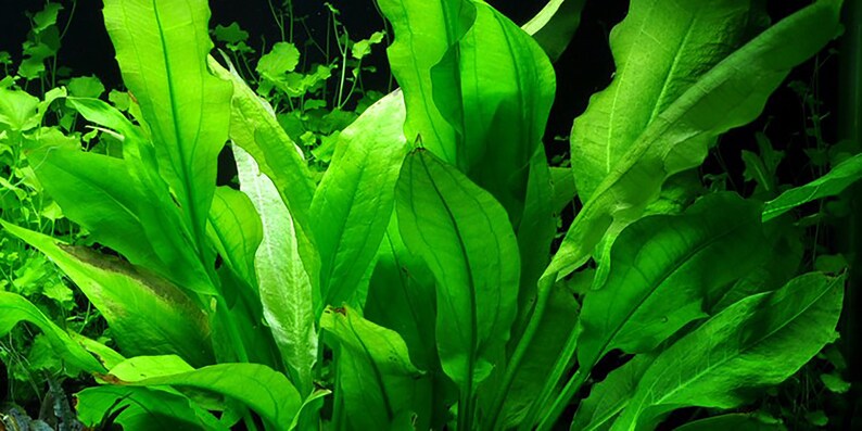 Amazon Sword Echinodorus Bleheri Medium Live Aquarium Plants Plants for Natural Aquarium Landscapes Buy2 Get1 Free Free Shipping image 3