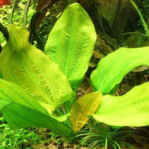 Radican Sword Echinodorus Cordifolius Fresh Water Aquatic Plants Easy AQUARIUM PLANTS Buy2 Get1 Free image 9