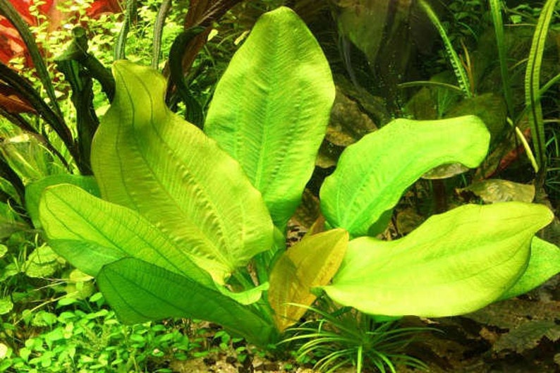 Radican Sword Echinodorus Cordifolius Fresh Water Aquatic Plants Easy AQUARIUM PLANTS Buy2 Get1 Free image 9