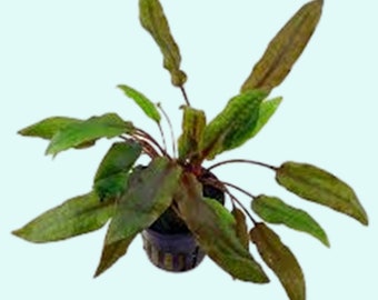 Cryptocoryne Crypt Wendtii Red Medium | Background Positioning - All Natural & Organic Aquarium Plants | BUY 2 GET 1 FREE | Free Shipping