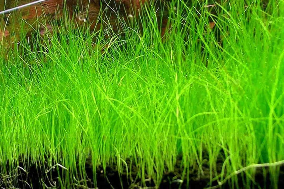 Dwarf Hairgrass Clump Eleocharis Parvula Live Aquarium Aquatic Etsy