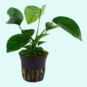 Anubias Barteri Caladiifolia Potted Live Aquarium Plants Fresh Water Plants For Aquarium Decor Free Shipping BUY 2 GET 1 FREE image 1