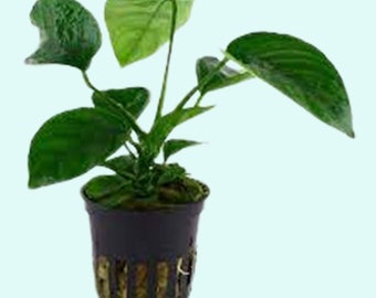 Anubias Barteri (Caladiifolia) Potted | Live Aquarium Plants | Fresh Water Plants For Aquarium Decor |Free Shipping | BUY 2 GET 1 FREE