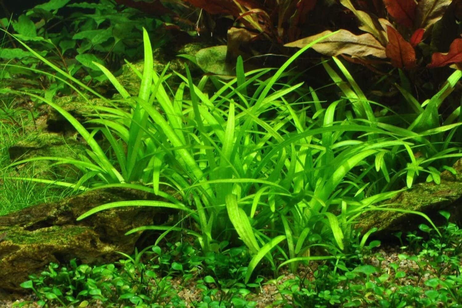 BEGINNER Live Aquarium Plant Dwarf Sagittaria Subulata Etsy