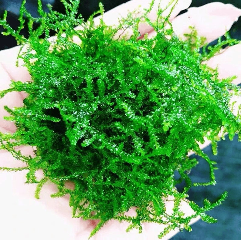 Weeping Moss Vesicularia Ferriei Live Aquarium Plants Live Territarium Moss Rug Fresh Water Aquatic Plants BUY 2 GET 1 FREEFree Shipping image 9