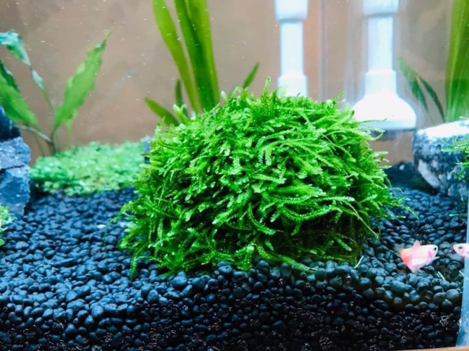 LIVE AQUARIUM PLANTS Java Moss Taxiphyllum Barbieri Portion Etsy