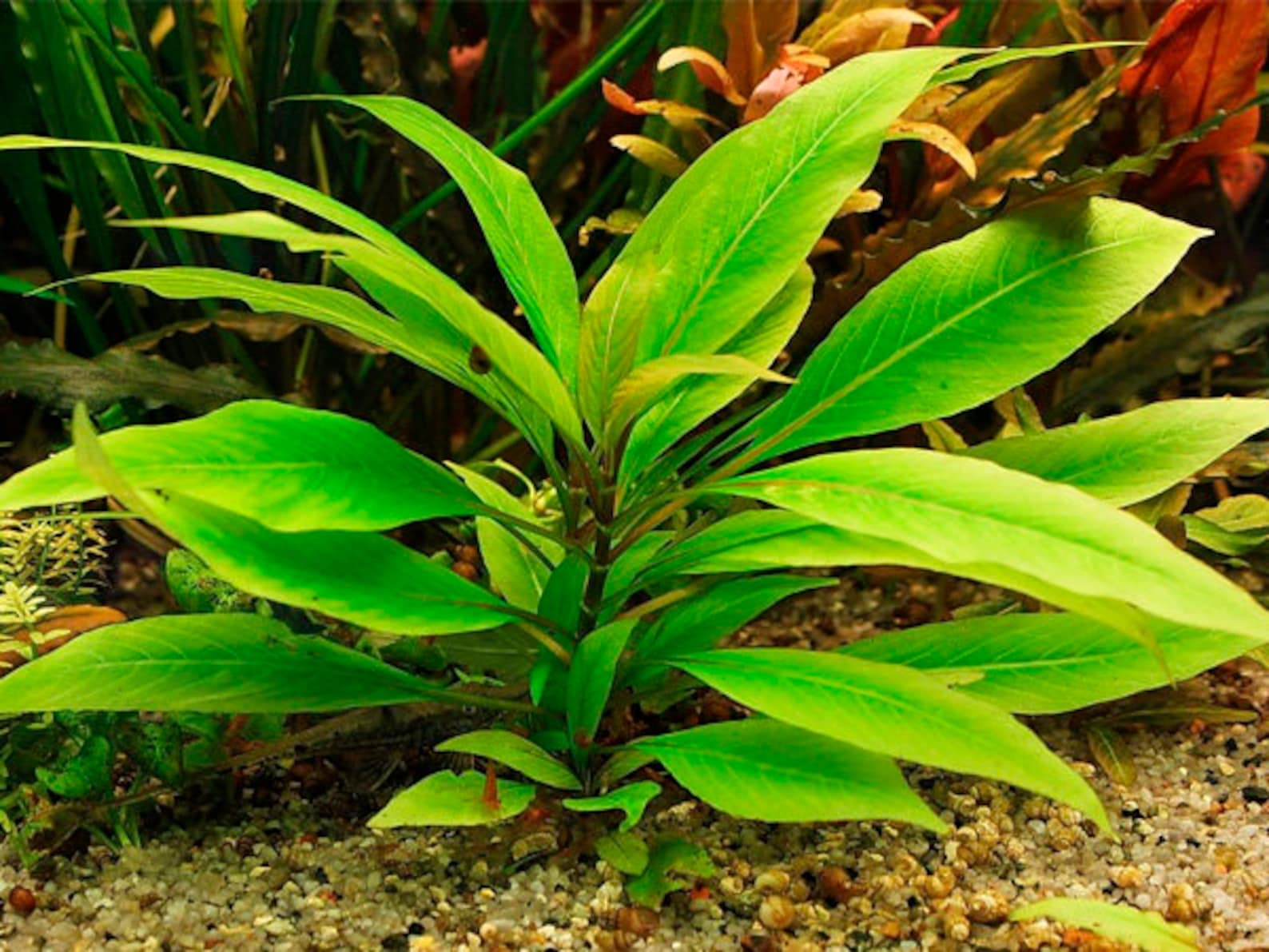 Номафила лимонник. Лимонник в аквариуме. Номафила лимонник. Гигрофила коримбоза компакт. Лимонник аквариумное растение.