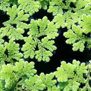 Azolla Filiculoides fairy Moss BEGINNER Live Aquarium Plants Fish and ...