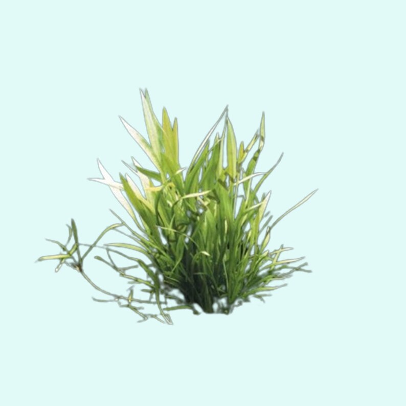 Helanthium Tenellum Echinodorus Pot Live Aquarium Plants Long Lasting & Easy to Care Plants Free Shipping BUY 2 GET 1 FREE image 7