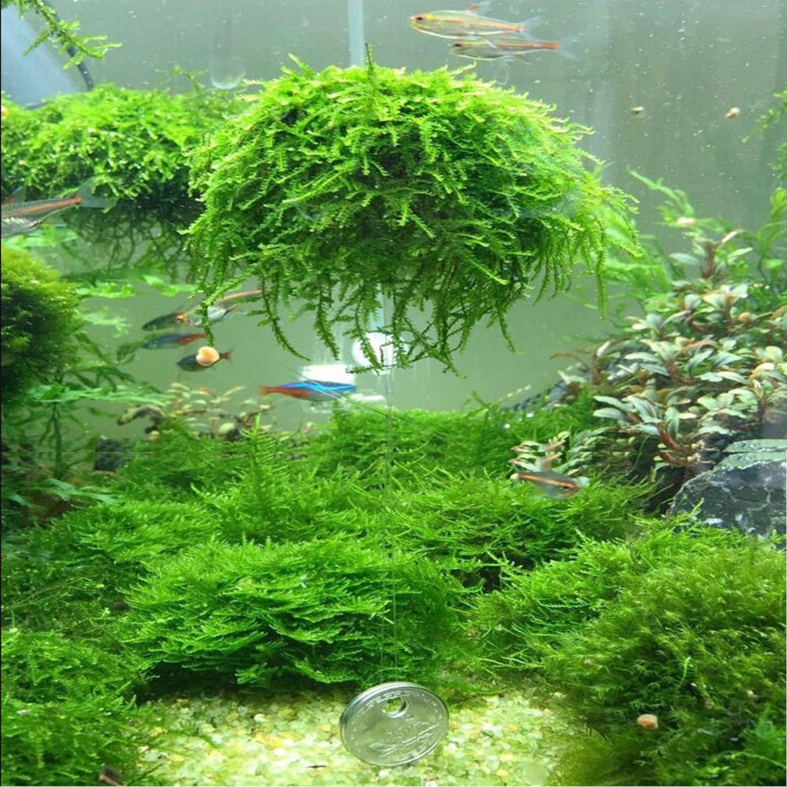LOW TECH Live Aquarium Plant Java Moss Taxiphyllum Etsy