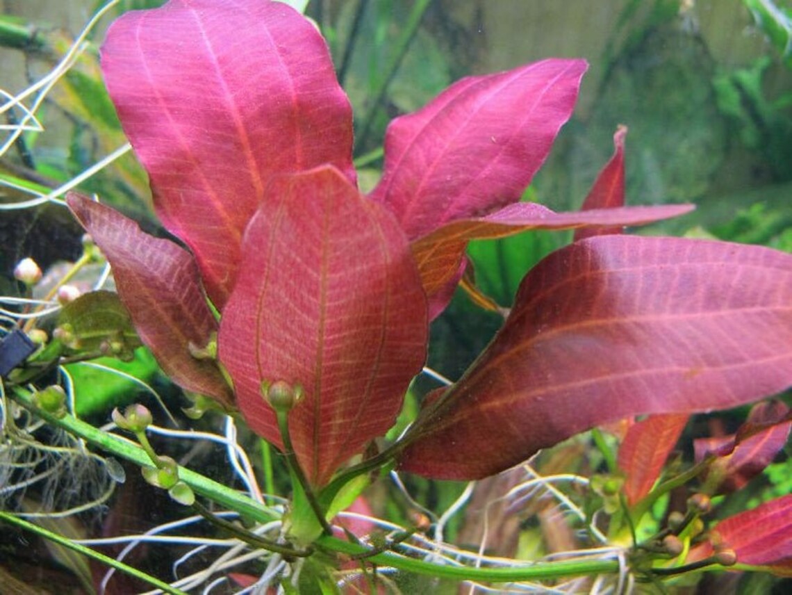 Amazon Sword Red Flame Small Live Aquarium Aquatic Plants Etsy