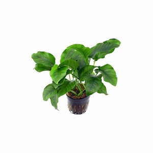 Anubias Barteri (Nana) Bare Root Size: In 2 Inch Pot Live Aquarium Aquatic Plants | Free Shipping