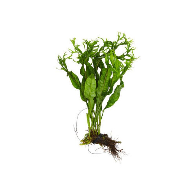 Java Fern Aquarium Plant (Bare Root) - Low Light Freshwater Aquatic Plant