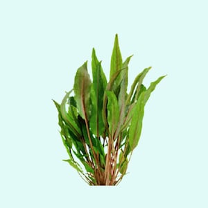 Cryptocoryne Crypt (Undulata) | Live Aquarium Plants for Aquascaping  | Freshwater Aquarium Decor | BUY 2 GET 1 FREE | Free Shipping