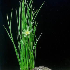 Dwarf Water Onion – Live Aquarium Plant, Freshwater Aquascaping - BUY 2 GET 1 FREE