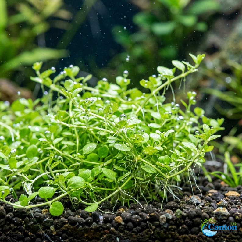 Monte Carlo Micranthemum Live Aquarium Plants | BUY 2 GET 1 FREE | Carpet Aquascape image 3