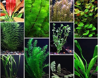 Premium Assorted Live Aquarium Plants | Beginner-Friendly Mixed Bunch | Freshwater Aquatic Decor