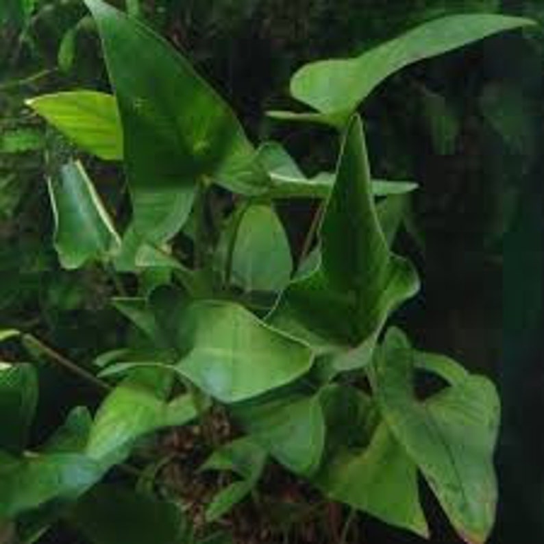 Anubias Barteri Gracilis Potted Live Aquarium Plants Fresh Water Aquatic Plants Pack Of 3 BUY 2 GET 1 FREE Free Shipping image 7