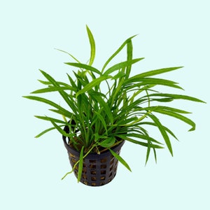 Helanthium Tenellum Echinodorus Pot Live Aquarium Plants Long Lasting & Easy to Care Plants Free Shipping BUY 2 GET 1 FREE image 1