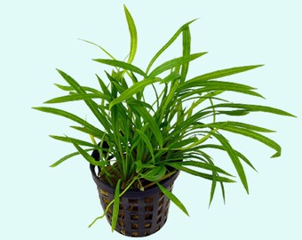 Helanthium Tenellum (Echinodorus) Pot | Live Aquarium Plants | Long Lasting & Easy to Care Plants  | Free Shipping | BUY 2 GET 1 FREE