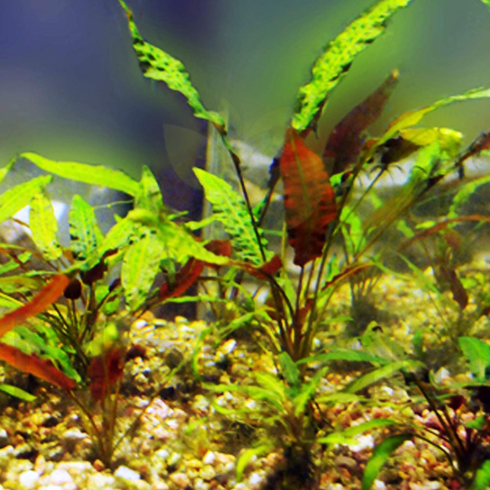 live aquarium plants for sale online