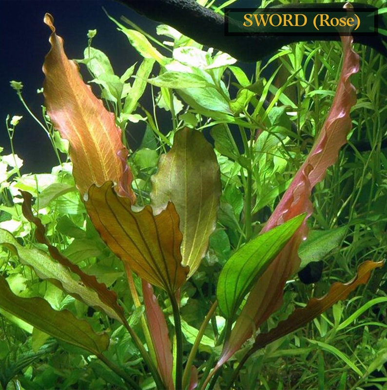 Amazon Sword Echinodorus Red Rose Low-Maintenance Aquatic Plants Live Aquarium Plants Easy To Care Fish Friendly Free Shipping image 5
