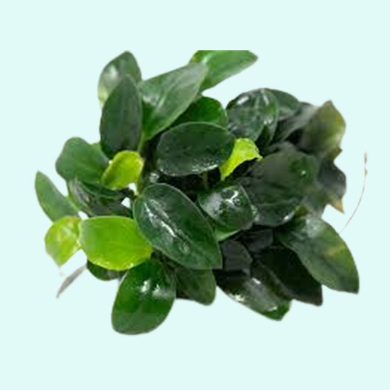 Anubias Barteri Nana Bare Root Large Easy AQUARIUM PLANTS Fish Friendly Plants For Aquarium Decor Buy2 Get1 Free Free Shipping image 3