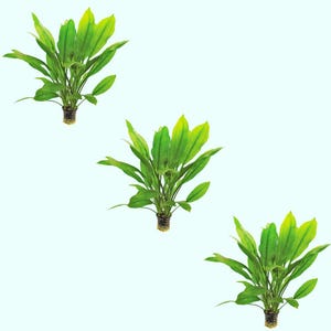 Amazon Sword Plant: 3-Pack Echinodorus Bleheri, Freshwater Aquarium Decor BUY 2 GET 1 FREE