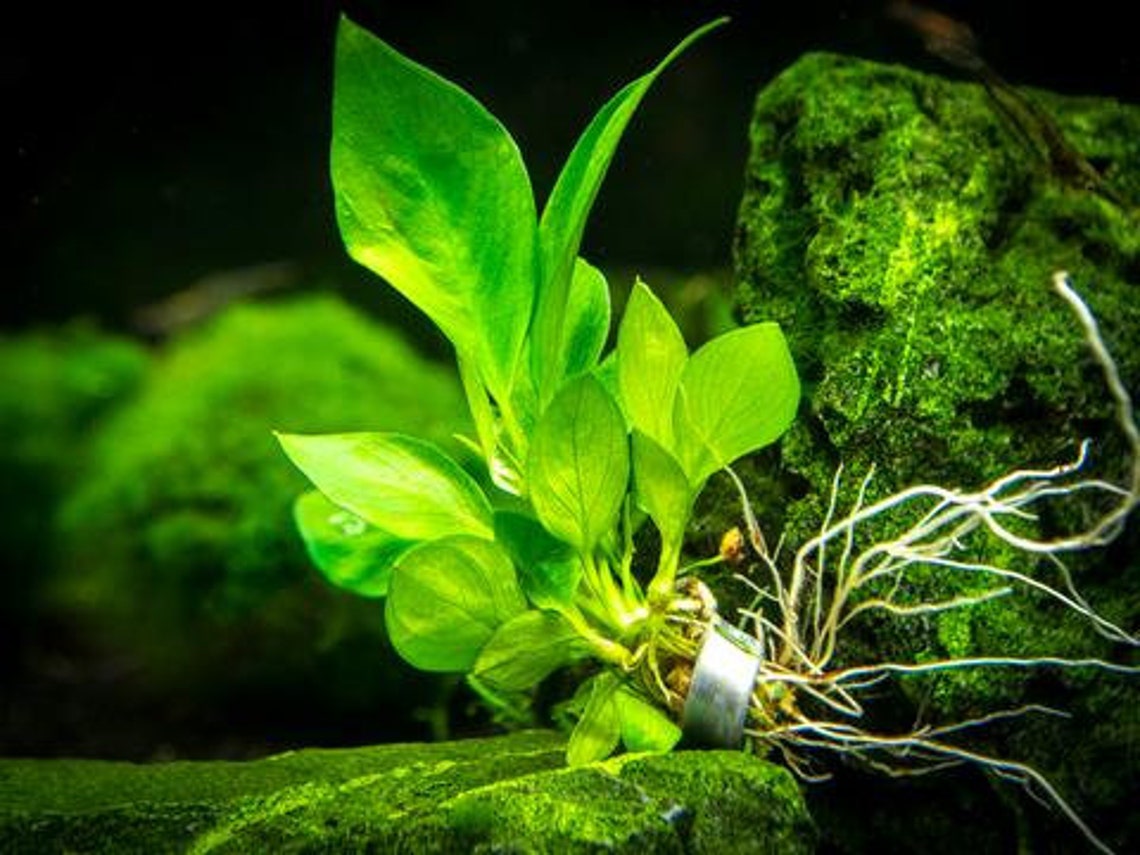 BEGINNER Live Aquarium Plant Plant Anchor Weights 10 Etsy