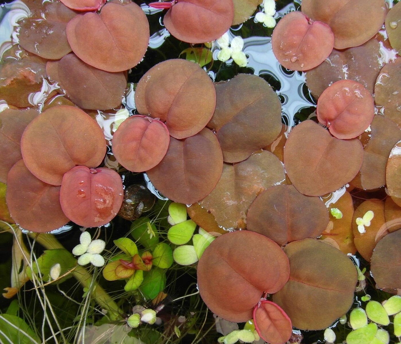 Easy AQUARIUM PLANTS Red Root Floater Phyllanthus Fluitans Etsy