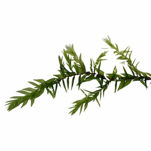 Willow Moss Fontinalis Antipyretica: Live Freshwater Aquarium Plant - BUY 2 GET 1 FREE