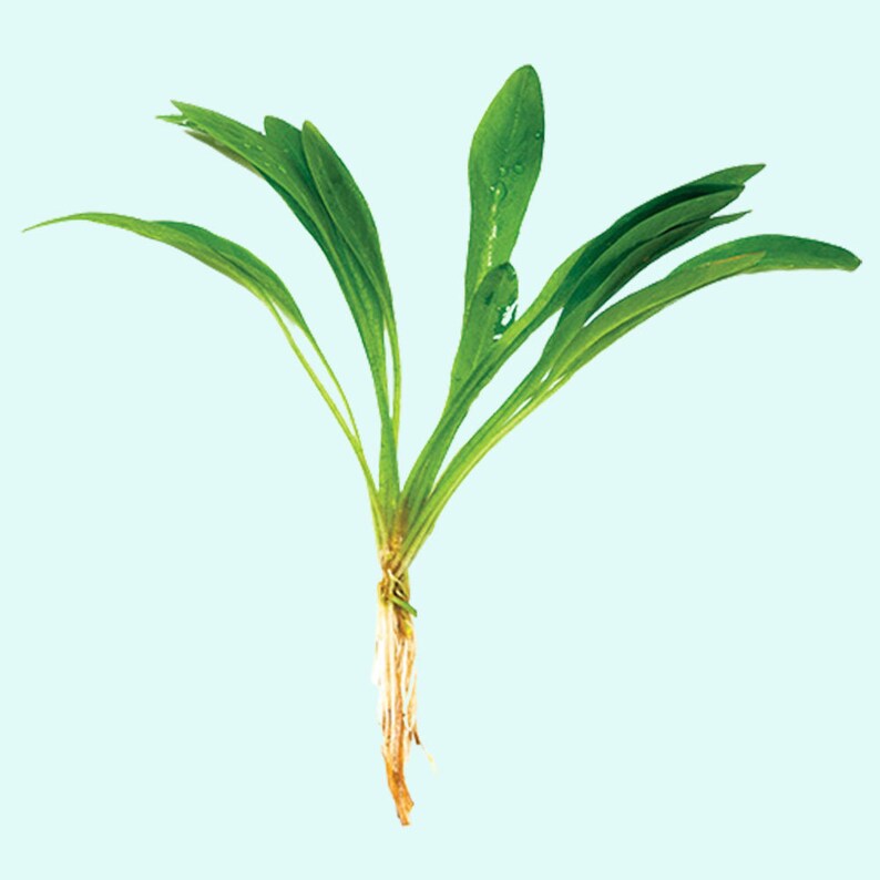 Helanthium Tenellum Echinodorus Pot Live Aquarium Plants Long Lasting & Easy to Care Plants Free Shipping BUY 2 GET 1 FREE image 4