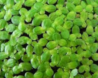 BUY 2 GET 1 FREE Duckweed (Lemma Minor) | Live Aquarium Plants | Free Shipping