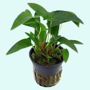 Anubias Barteri Gracilis Potted Live Aquarium Plants Fresh Water Aquatic Plants Pack Of 3 BUY 2 GET 1 FREE Free Shipping image 10