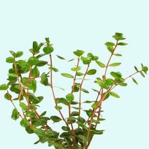 Rotala Rotundifolia Red Potted Emersed - BUY 2 GET 1 FREE - Live Aquarium Plants - Freshwater Fish Tank Decor - Free Shipping