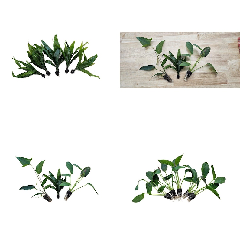 Centerpiece Bundle - 20-40 Gallon Tanks Our Choice Live Aquarium Aquatic Plants, Free Shipping, Buy 2 Get 1 Free image 3