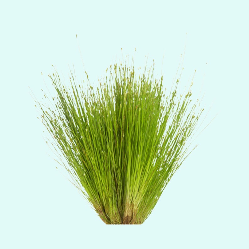 Dwarf Hairgrass Eleocharis Parvula Live Aquarium Foreground Plants Carpet Plant FreshWater Fish Tank BUY 2 GET 1 FREE Free Shipping image 4