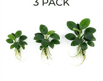 Anubias Nana Petite: Live Aquarium Plant, Easy Freshwater Decor, Low Light, No CO2, Buy 2 Get 1 Free