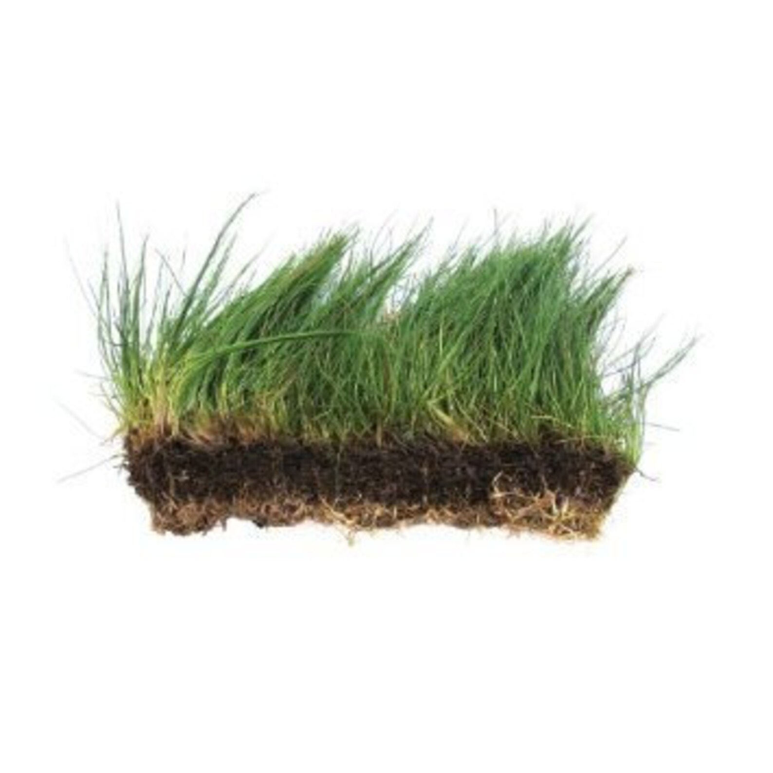 Easy AQUARIUM PLANTS Dwarf Hairgrass 3X 3 Coconut Coir Etsy