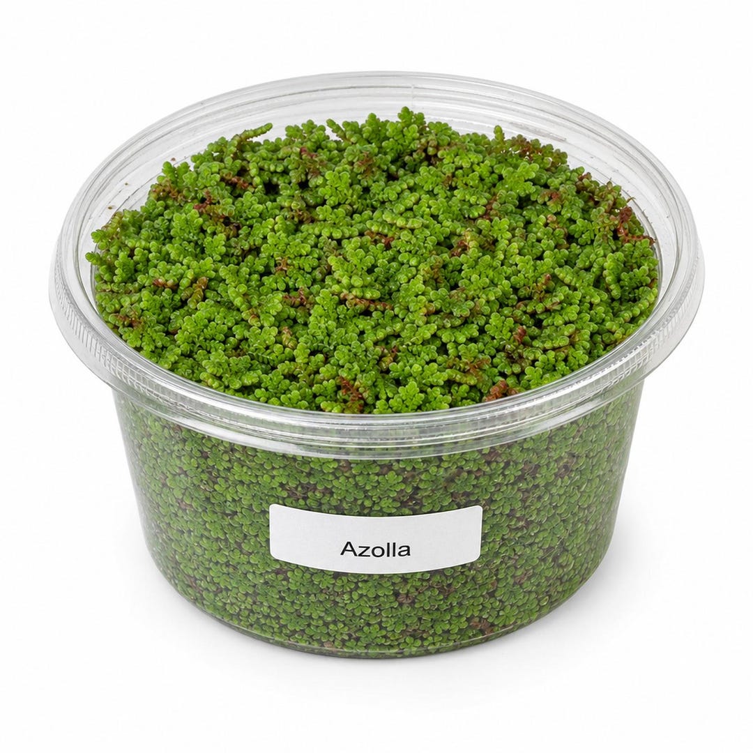Azolla Filiculoides Water Velvet Floating Aquarium Plant Easy Care ...