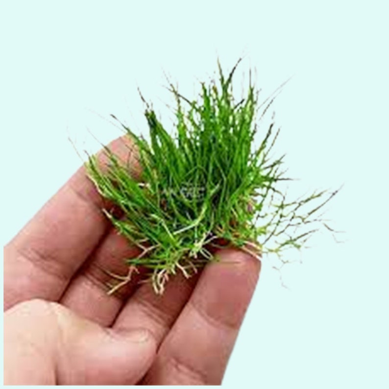 Dwarf Hairgrass Eleocharis Parvula Live Aquarium Foreground Plants Carpet Plant FreshWater Fish Tank BUY 2 GET 1 FREE Free Shipping image 3