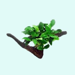 Anubias Barteri Nana on Driftwood: Live Freshwater Aquarium Plant | Easy Care Decor | BUY 2 GET 1 FREE